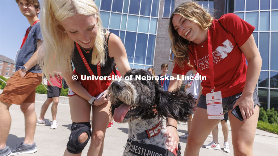 Hershey receives plenty of attention from New Student Enrollment students Madalyn Schoneman (left) and Karlee Rogokos outside the Cather Dining Center. The therapy dog remains in training and will be on campus before the start of the fall semester. He will be part of the UNL Police Department this fall. June 17, 2022. Photo by Craig Chandler / University Communication.