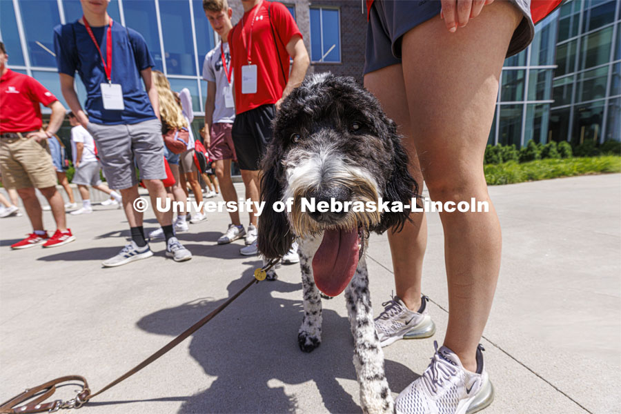 Hershey is a 1 1/2 year old labradoodle being trained as a therapy dog. He will be part of the UNL Police Department this fall. June 17, 2022. Photo by Craig Chandler / University Communication.