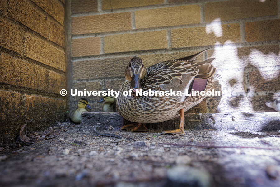 Ducklings have hatched in the Keim Hall Courtyard. June 20, 2022. Photo by Craig Chandler / University Communication.