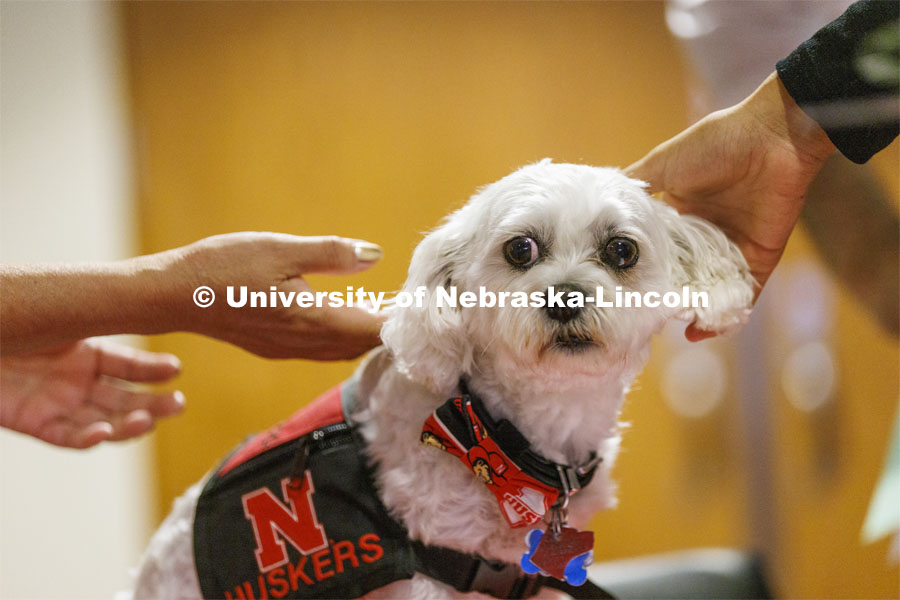 Neo the Trio support dog welcomes students and parents at New Student Enrollment.  June 22, 2022.  Photo by Craig Chandler / University Communication. 
