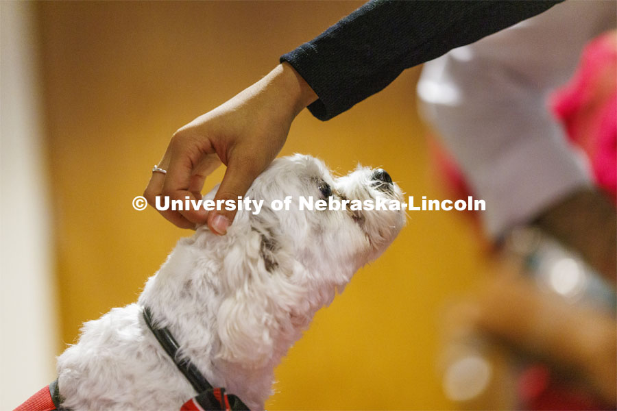 Neo the Trio support dog welcomes students and parents at New Student Enrollment Orientation. June 22, 2022. Photo by Craig Chandler / University Communication.
