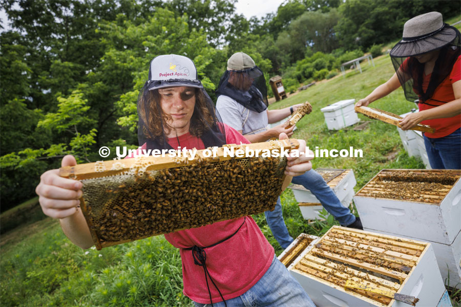 Rogan Tokach looks over a frame from a beehive on east campus. Tokach, a graduate student in entomology from Abilene, KS, studies bees and works with the UNL Bee Lab. In the background are Sheldon Brummel, Master Beekeeping Project Coordinator, and Judy Wu-Smart, Associate Professor in Entomology, and Director of the UNL Bee Lab. July 1, 2022. Photo by Craig Chandler / University Communication.