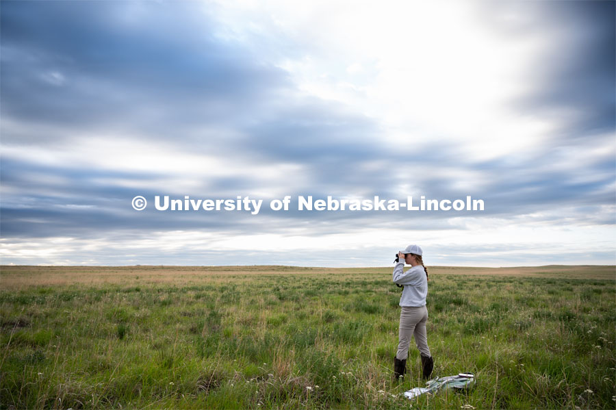 PhD student Grace Schuster looks and listens for different bird species during point counts, which are used to help measure wild bird species richness and abundance. She is working in a pasture southwest of North Platte. July 6, 2022. Photo by Iris McFarlin, AWESM Lab Communications.