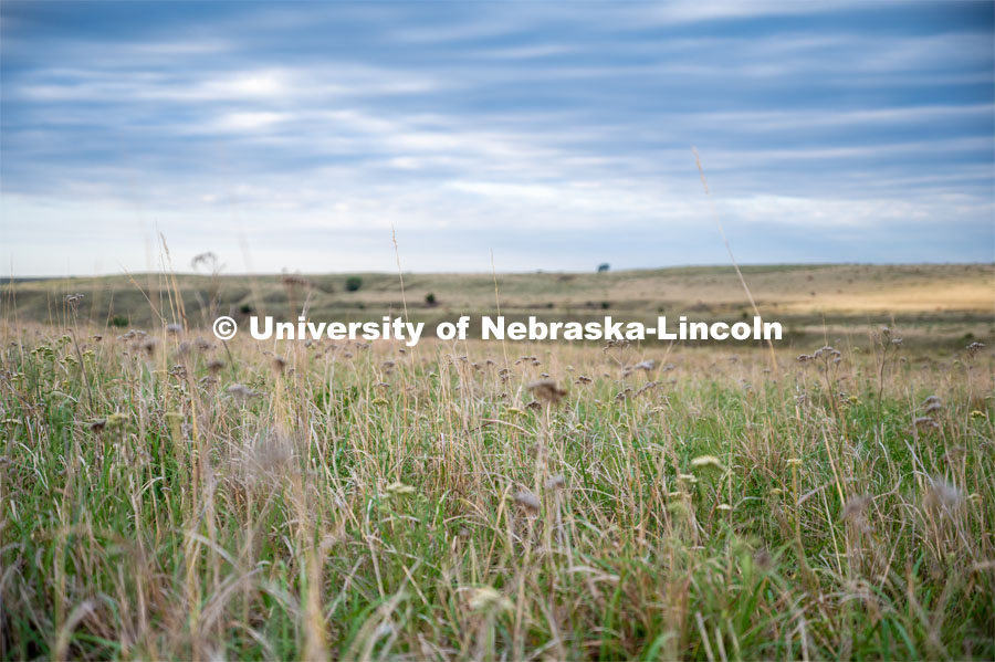 A pasture southwest of North Platte. July 6, 2022. Photo by Iris McFarlin, AWESM Lab Communications.