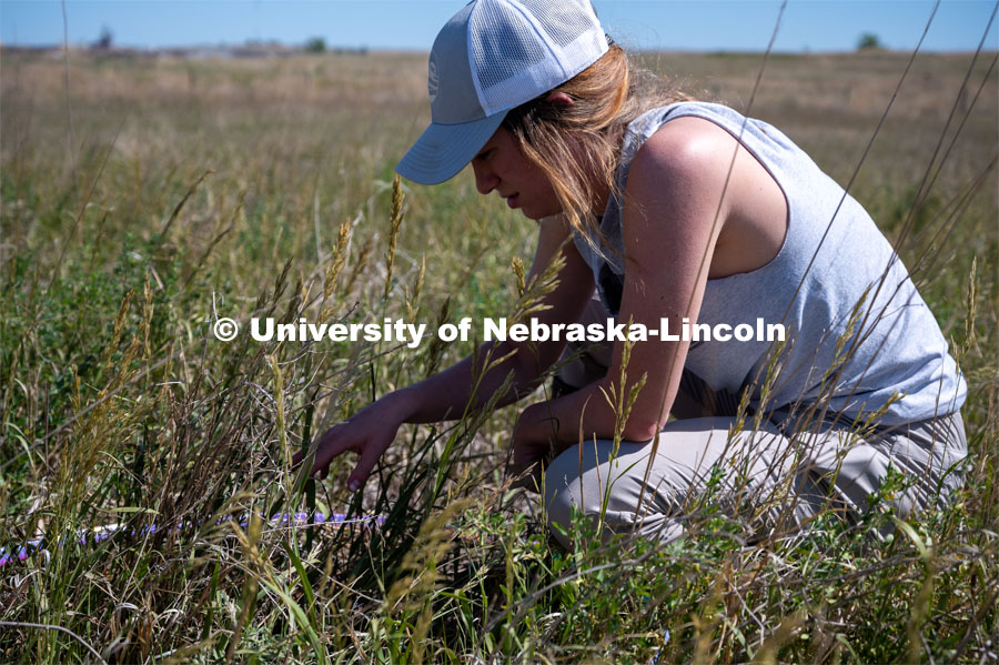 PhD student Grace Schuster uses a Daubenmire frame to measure the percent cover, frequency, and composition of vegetation. She is working in a pasture southwest of North Platte. July 6, 2022. Photo by Iris McFarlin, AWESM Lab Communications.