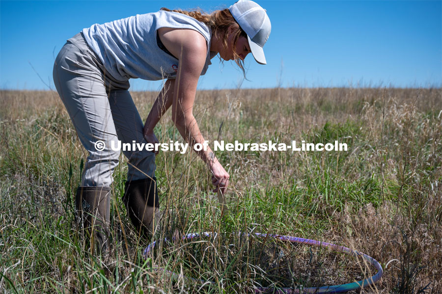 PhD student Grace Schuster measures the average depth of litter on the ground during vegetation sampling. She is working in a pasture southwest of North Platte. July 6, 2022. Photo by Iris McFarlin, AWESM Lab Communications.