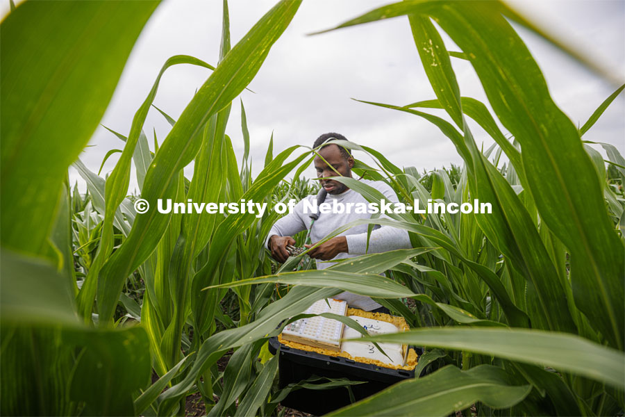 Michael Tross, a PhD student from St. Kitts and Nevis, samples a corn leaf while field phenotyping corn plant DNA in James Schnable’s field northeast of 84th and Havelock research fields. July 8, 2022. Photo by Craig Chandler / University Communication.