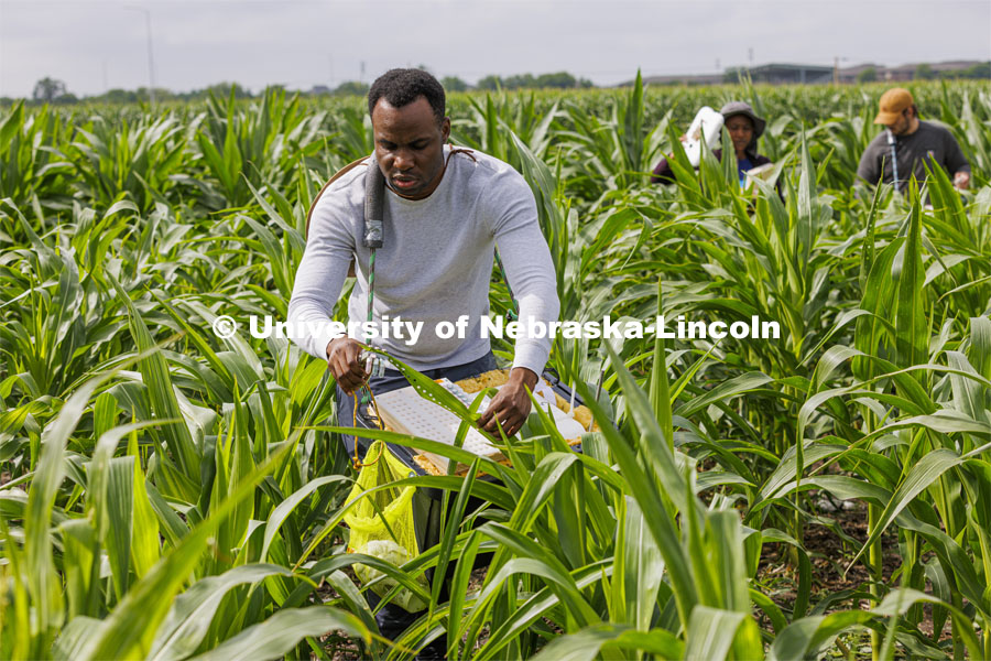 Michael Tross, a PhD student from St. Kitts and Nevis, samples a corn leaf while field phenotyping corn plant DNA in James Schnable’s field northeast of 84th and Havelock research fields. July 8, 2022. Photo by Craig Chandler / University Communication.