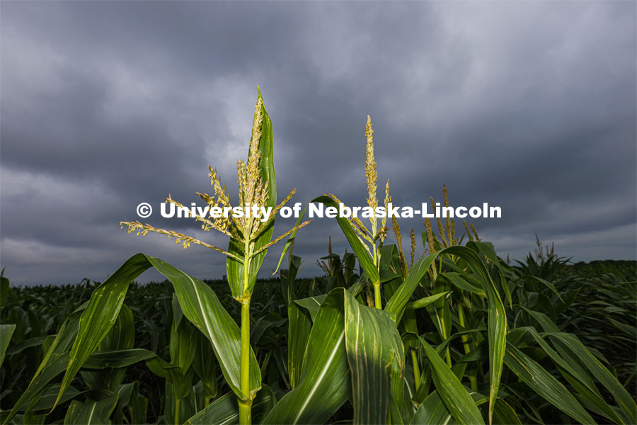 Corn tassels reach to a cloudy sky in James Schnable’s field northeast of 84th and Havelock. July 8, 2022. Photo by Craig Chandler / University Communication.