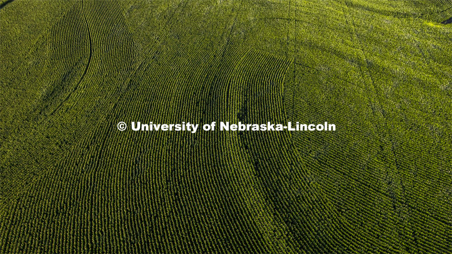 Corn field south of Bennet, Nebraska. July 15, 2022. Photo by Craig Chandler / University Communication. 