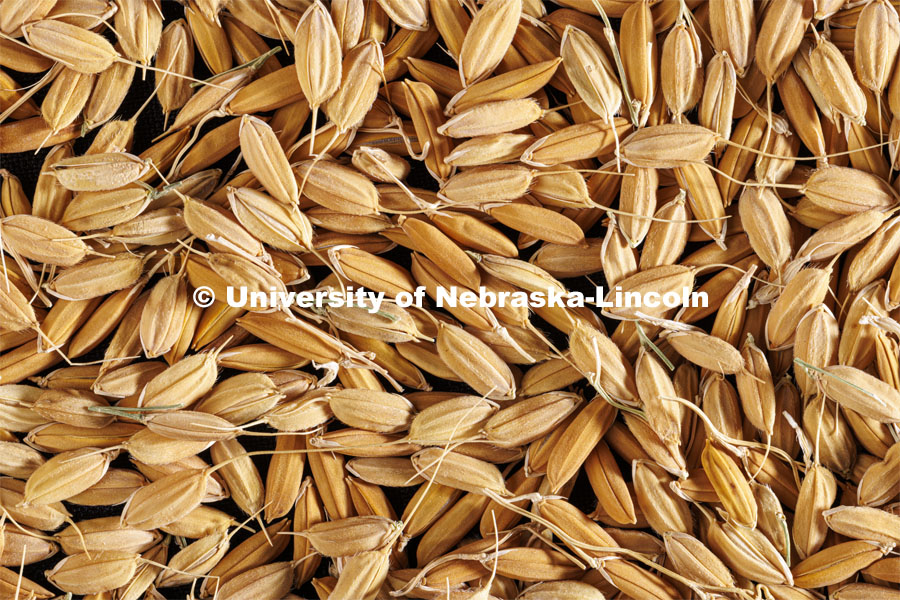Non-modified rice in Harkamal Walia’s lab on Keim Hall. August 2, 2022. Photo by Craig Chandler / University Communication.