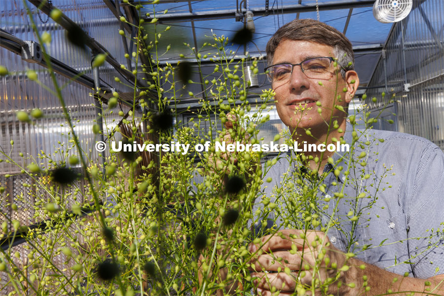 Ed Cahoon, director of the Center for Plant Science Innovation, looks over camelina growing in one of the east campus greenhouses, one of the plants promising opportunities to create environmentally friendly bioproducts — fuels, lubricants and other products that substitute for petroleum-based ones. August 10, 2022. Photo by Craig Chandler / University Communication.