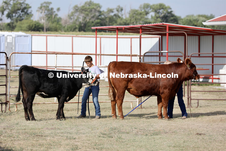 Showing cattle at the 4-H Logan County Fair in Stapleton, Nebraska. August 11, 2022. Photo by Natalie Jones / IANR Media.