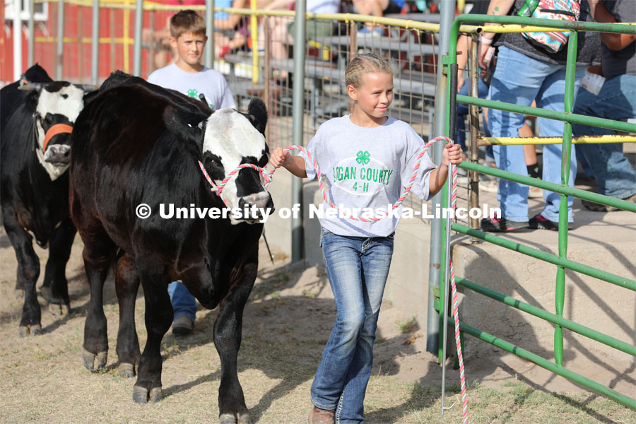 Showing cattle at the 4-H Logan County Fair in Stapleton, Nebraska. August 11, 2022. Photo by Natalie Jones / IANR Media.