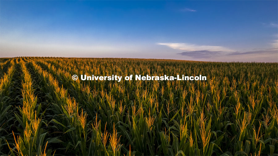 Sunrise over a corn field south of Bennet, Nebraska. August 18, 2022. Photo by Craig Chandler / University Communication.