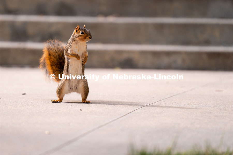 Squirrel on the Nebraska Union green space. August 20, 2022. Photo by Jordan Opp for University Communication.