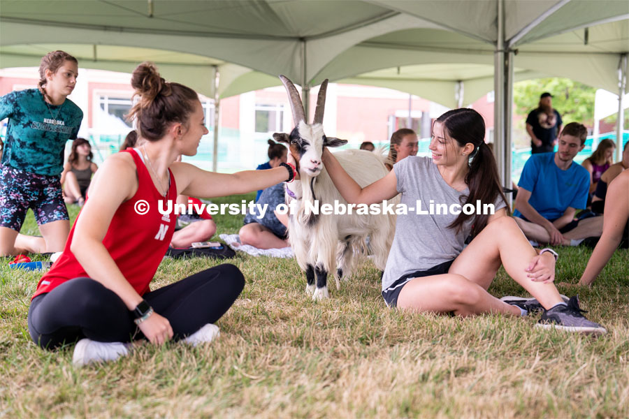 Wellness Fest and Goat Yoga on the Nebraska Union green space. August 20, 2022. Photo by Jordan Opp for University Communication