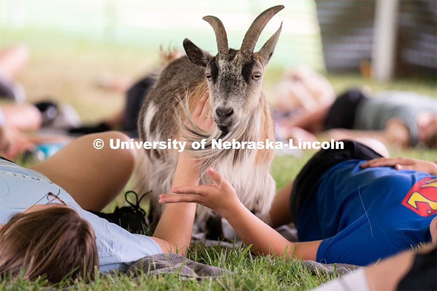 Wellness Fest and Goat Yoga on the Nebraska Union green space. August 20, 2022. Photo by Jordan Opp for University Communication