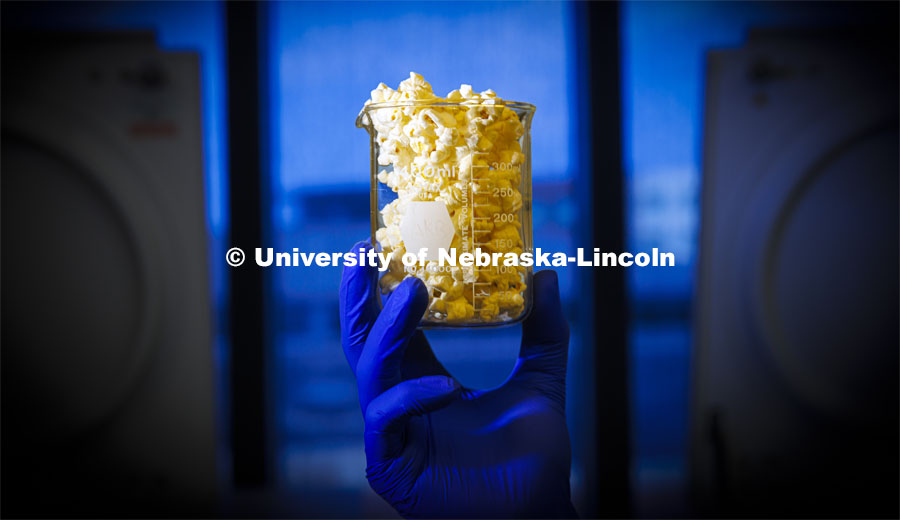Nate Korth, a doctoral student with UNL’s Department of Food Science and co-investigator in the research project, is researching a variety of popcorn that when digested, a microbiome responds by greatly increasing its production of butyrate, a “short-chain” fatty acid that boosts human health in major ways. September 2, 2022. Photo by Craig Chandler / University Communication.