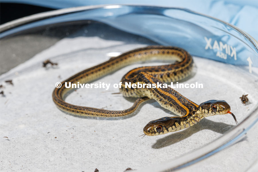 A 2-headed garter snake was found in Clay Center, Nebraska. The snake was transported to Dennis Ferraro’s Herpetology lab on East Campus for study. September 8, 2022. Photo by Craig Chandler / University Communication.