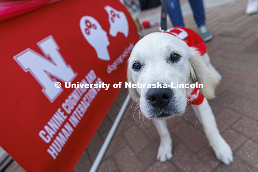 A Lab poses for a picture in front of the Canine Connection Lab and Human Interaction sign. Homecoming Parade and Cornstalk. September 30, 2022. Photo by Craig Chandler / University Communication.