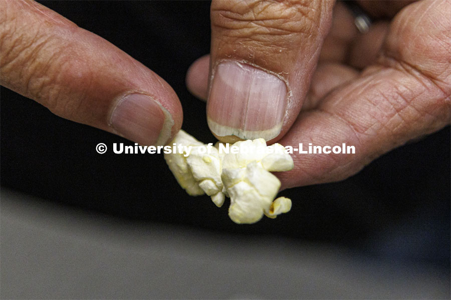 Norm Krug shows a kernel of popped butterfly popcorn. Preferred Popcorn grows popcorn near Chapman, Nebraska and throughout the area. It is headed by Norm Krug. October 13, 2022. Photo by Craig Chandler / University Communication.