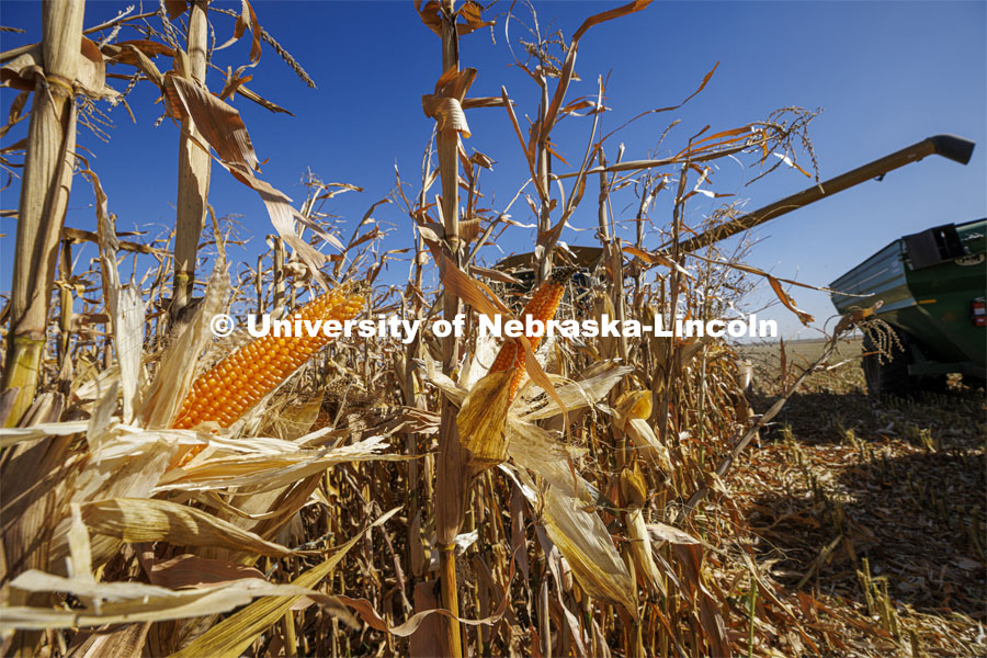 Andrew McHargue combines popcorn east of Chapman, Nebraska. Preferred Popcorn grows popcorn near Chapman, Nebraska and throughout the area. It is headed by Norm Krug. October 13, 2022. Photo by Craig Chandler / University Communication.