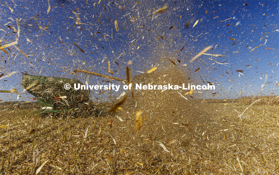 Chaff flies from the rear of the combine as Andrew McHargue harvests popcorn east of Chapman, Nebraska. Preferred Popcorn grows popcorn near Chapman, Nebraska and throughout the area. It is headed by Norm Krug. October 13, 2022. Photo by Craig Chandler / University Communication.