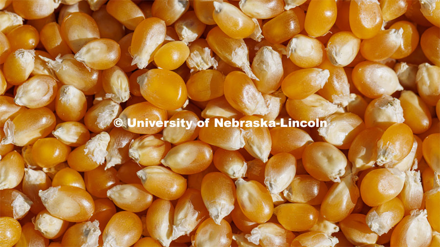 Preferred Popcorn grows popcorn near Chapman, Nebraska and throughout the area. It is headed by Norm Krug. October 13, 2022. Photo by Craig Chandler / University Communication.