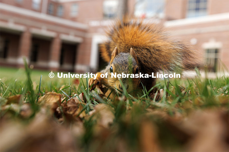 Squirrel sitting in the leaves eating a nut in front of the Kauffman Academic Residential Center. Fall on city campus. October 27, 2022. Photo by Craig Chandler / University Communication. 