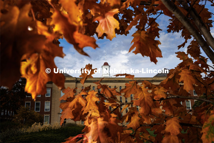 Fall leaves frame the cupola on the Love Library. Fall on city campus. October 27, 2022. Photo by Craig Chandler / University Communication.