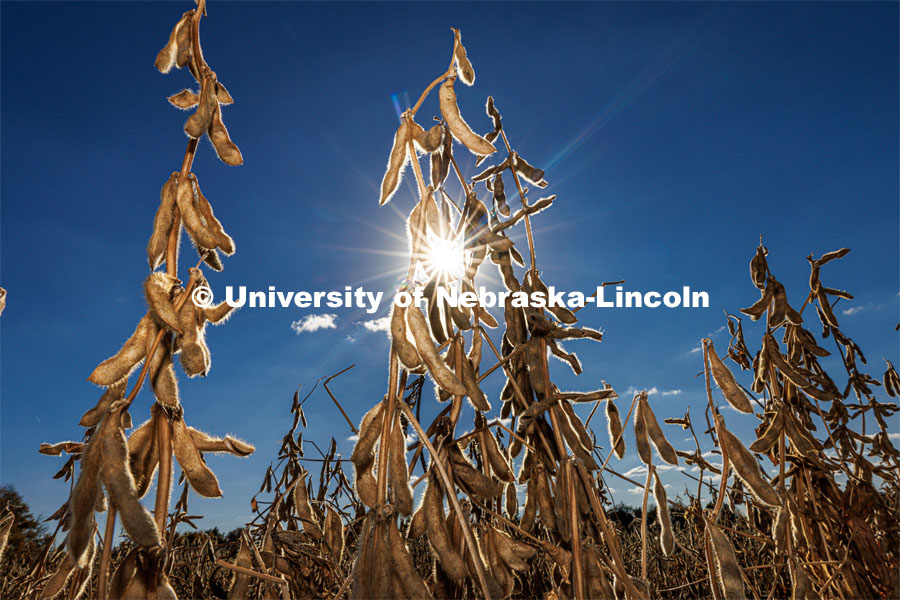 Soybeans in East Campus field. October 28, 2022. Photo by Craig Chandler / University Communication.
