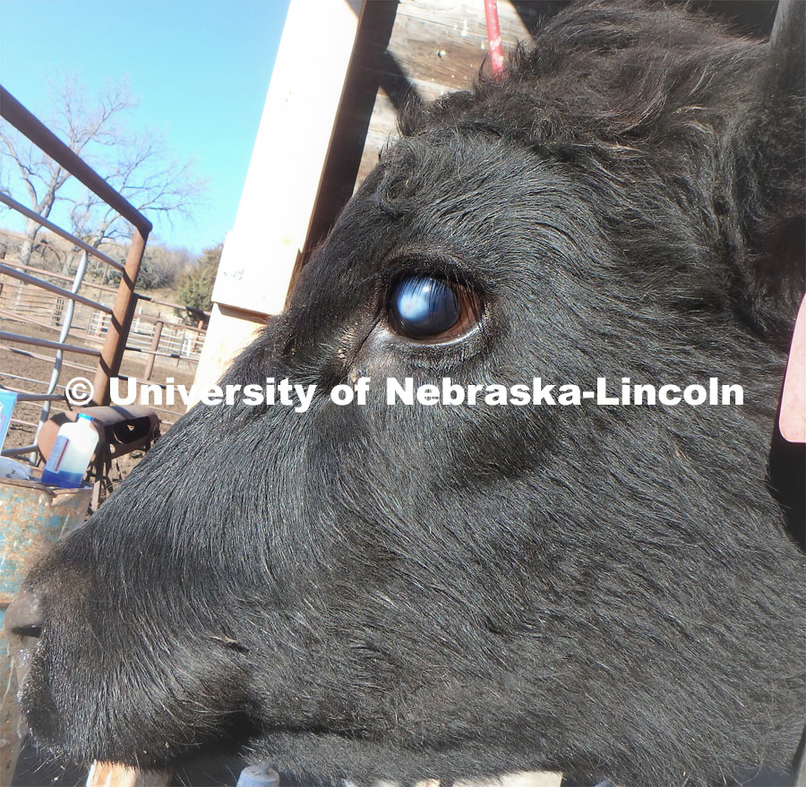 A cow with bovine pinkeye. Bovine pinkeye is the No. 1 reported disease for breeding cows and No. 2 for calves. Photos for Geitner Simmons story. November 1, 2022. Photo provided by Dr. Dustin Loy.