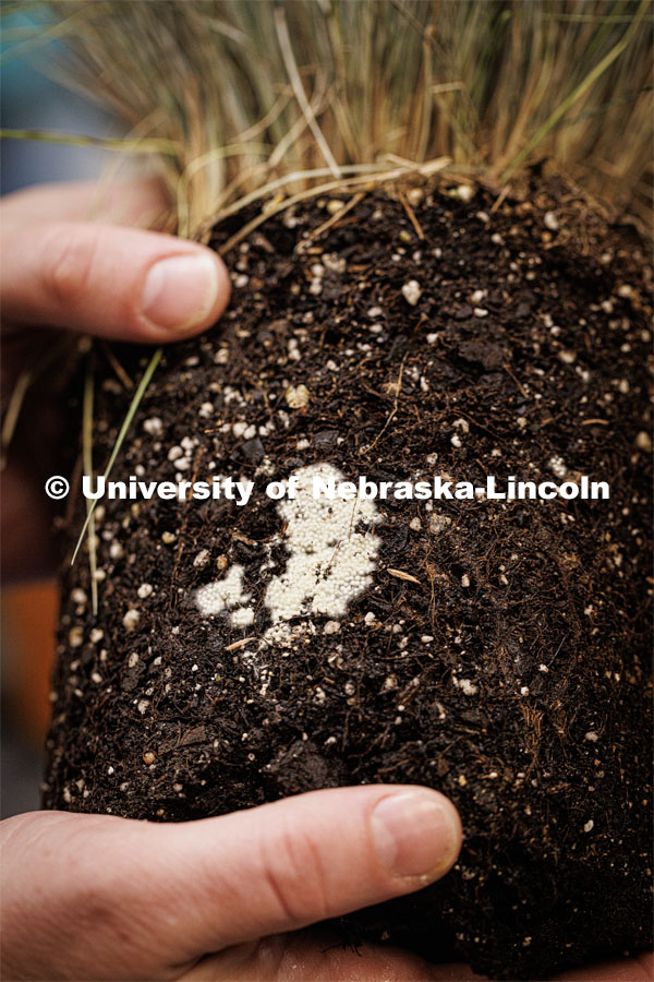 Kyle Broderick, coordinator of the Plant and Pest Diagnostic Clinic and an assistant extension educator in plant pathology, holds a fescue sample with fungus growing on its roots. Broderick, an Extension educator/plant pathologist heads UNL’s Plant and Pest Diagnostic Lab. December 2, 2022. Photo by Craig Chandler / University Communication.