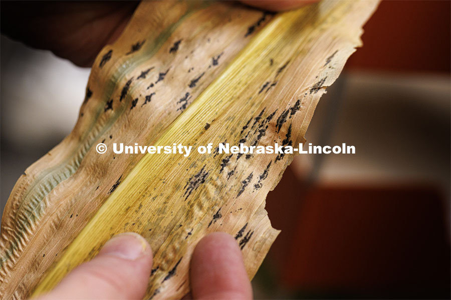 Kyle Broderick looks at two tar spot samples on corn leaves using the lab’s microscopes. Broderick, an Extension educator/plant pathologist heads UNL’s Plant and Pest Diagnostic Lab. December 2, 2022. Photo by Craig Chandler / University Communication.