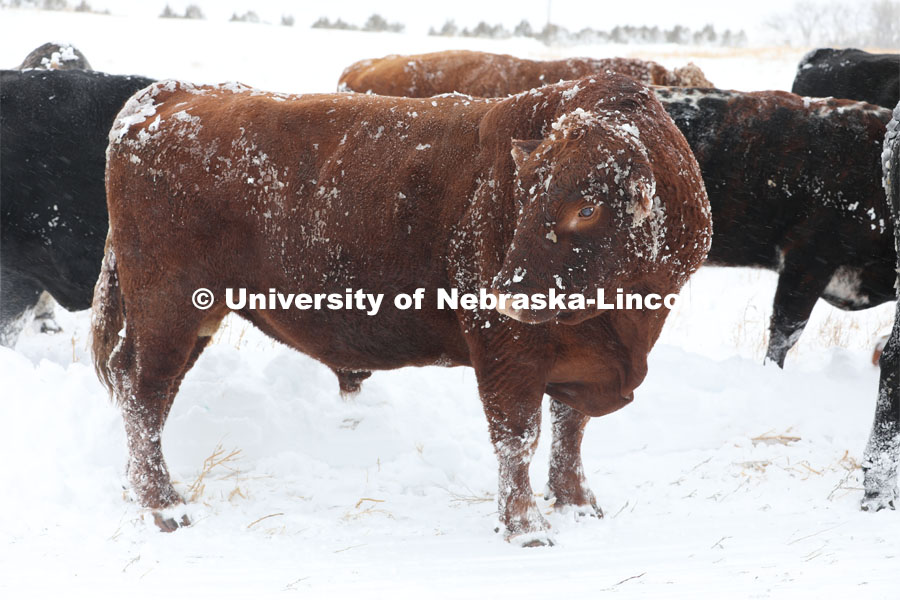 New years blizzard. Cattle and livestock on the Diamond Bar Ranch north of Stapleton, NE, in the Nebraska Sandhills. January 2, 2023. Photo by Natalie Jones.  Photos are for UNL use only. Any outside use must be approved by the photographer.