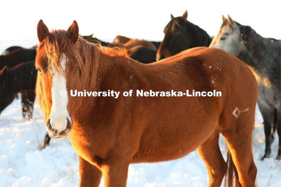 New years blizzard. Horses and livestock on the Diamond Bar Ranch north of Stapleton, NE, in the Nebraska Sandhills. January 2, 2023. Photo by Natalie Jones.  Photos are for UNL use only.  Any outside use must be approved by the photographer.