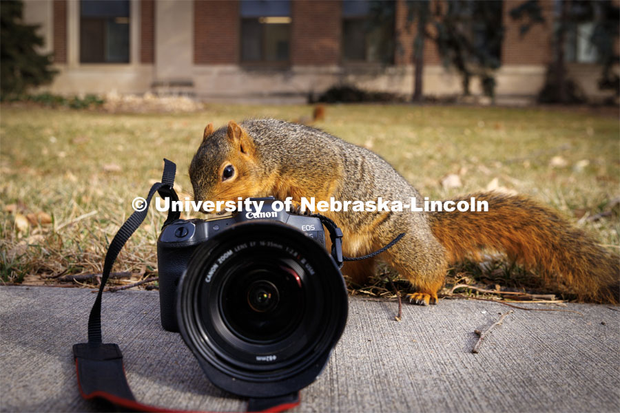 One squirrel shows the photographer how to get the shot. Squirrels on city campus. January 11, 2023. Photo by Craig Chandler / University Communication.