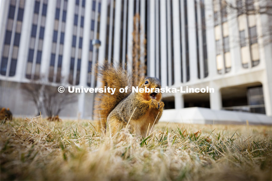 Squirrels on city campus. January 11, 2023. Photo by Craig Chandler / University Communication.