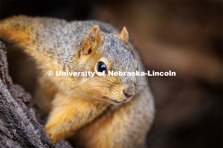 Squirrels on city campus. January 17, 2023. Photo by Craig Chandler / University Communication.