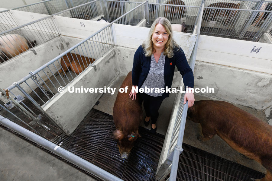 Amy Desaulniers, Assistant Professor of Veterinary Medicine and Biomedical Sciences at Nebraska, leads a team that seeks to develop boars that are more genetically tolerant of gestational heat stress in pregnant sows. March 3, 2023. Photo by Craig Chandler / University Communication.