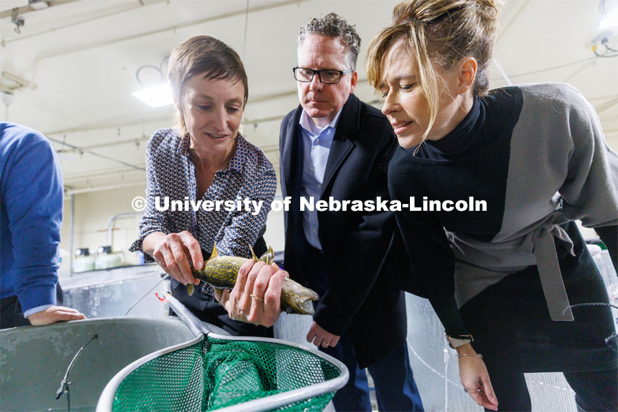 Lab manager Lindsey Chizinski shows the bottom of a walleye where a tracker has been implanted as Derek McLean, Dean/Director of Agricultural Research Division and CASNR Dean Tiffany Hing-Moss look on. Aquatic Biodiversity and Conservation (ABC) Lab on east campus. March 9, 2023. Photo by Craig Chandler / University Communication.