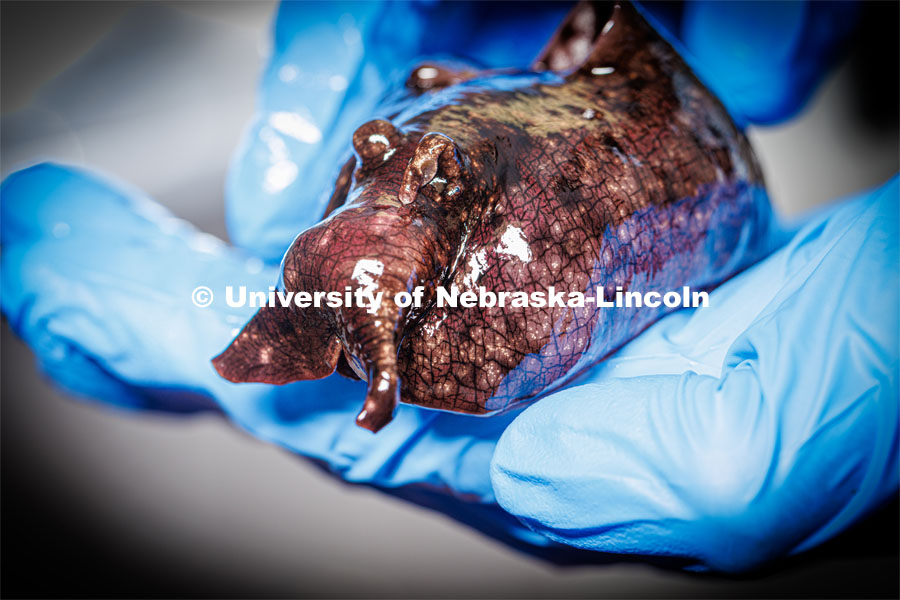 Nebraska chemists James Checco (center), Baba Yussif (right) and Cole Blasing have found that a natural, ultra-minor alteration to a molecule can dictate which neuron receptors a neurotransmitter will activate. The team discovered the phenomenon in a species of sea slug being held by Checco, though the findings should apply to a range of animals — potentially even humans. March 9, 2023. Photo by Craig Chandler / University Communication.