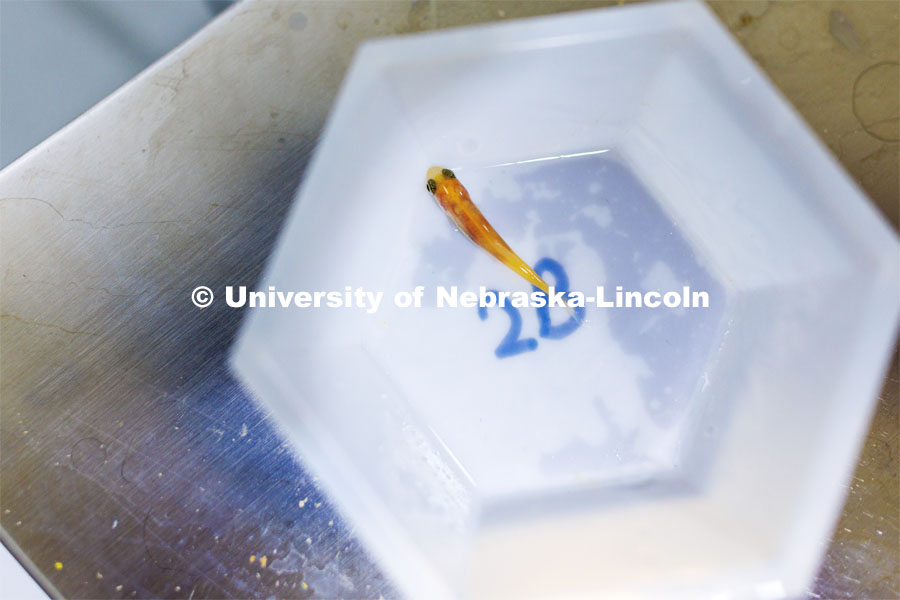 A small fathead minnow is weighed as part of an experiment with fish being raised in aquariums with different substrates. Aquatic Biodiversity and Conservation (ABC) Lab. March 27, 2023. Photo by Craig Chandler / University Communication.