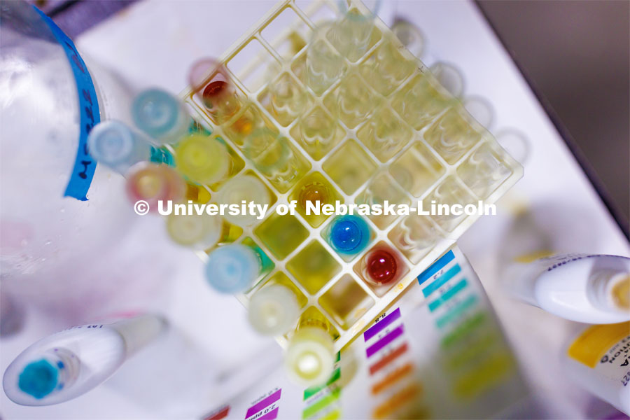 Multiple tubes of water samples turned bright colors from chemicals used to measure water quality (pH, ammonia, nitrites, nitrates). Aquatic Biodiversity and Conservation (ABC) Lab. March 27, 2023. Photo by Craig Chandler / University Communication.