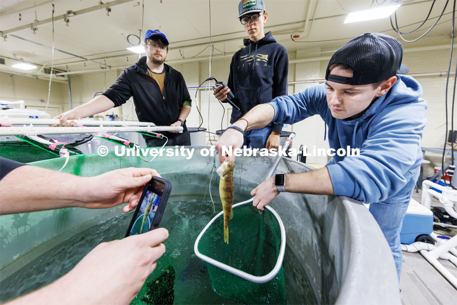 Billy Clark holds a yellow perch so it can be photographed. The fish are weighed, measured and photographed weekly. In the background is Steven Spotanski, left, and Alex Falkinburg, right. Aquatic Biodiversity and Conservation (ABC) Lab. March 27, 2023. Photo by Craig Chandler / University Communication.