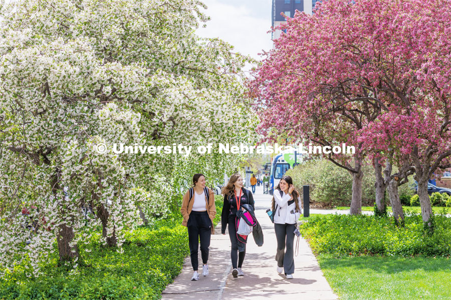 Kaitryn Moody, left, Sydney Christie and Natalie Reneria walk through the blooming trees next to Canfield Administration building. April 20, 2023. Photo by Craig Chandler / University Communication.
