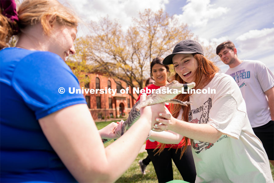 Senior Sociology major Kelly Durkin holds a baby alligator at the 2023 End of Year Bash at East Campus Mall. April 29, 2023. Photo by Jordan Opp for University Communication.