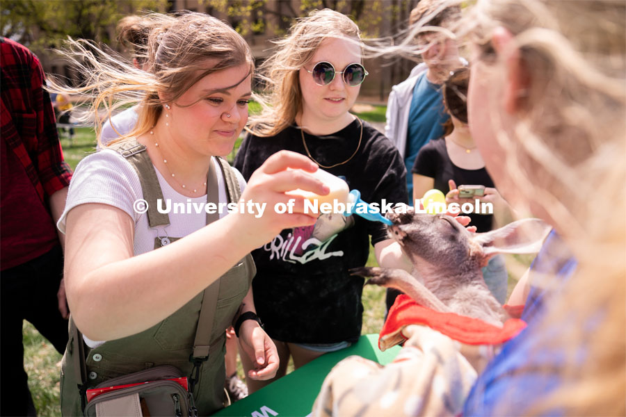 Senior Graphic Design majors Kenzie Kollars, left, and Abby Presser feed and pet a baby kangaroo at the 2023 End of Year Bash at East Campus Mall. April 29, 2023. Photo by Jordan Opp for University Communication.