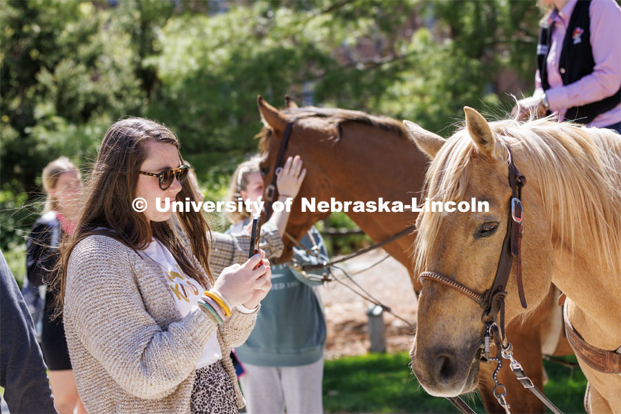 Students gather around rodeo club members and their horses on City Campus. Students in Rob Simon’s capstone marketing course held a promotional event for the UNL rodeo on the west side of the Union on City Campus. The class developed a marketing strategy for the Rodeo Club to help promote their upcoming rodeo. Seven horses and multiple club members were on city campus for students to meet, get close to and have their photos taken. May 1, 2023. Photo by Craig Chandler / University Communication.